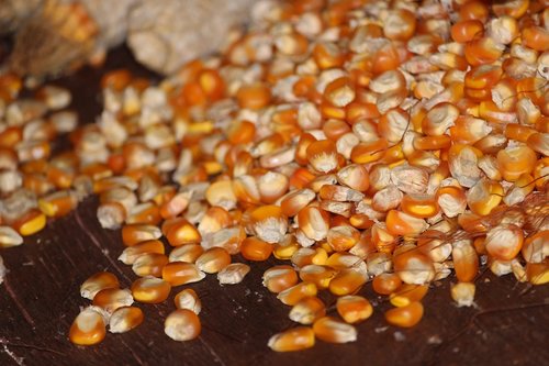 corn  seed  grain