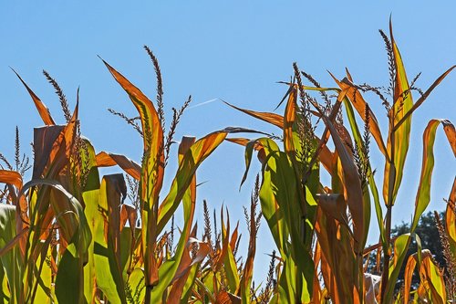 corn  corn plants  brown