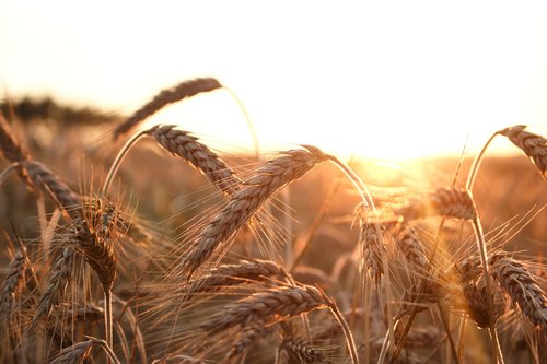 corn  field  wheat