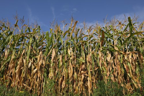corn  corn plant  cornfield
