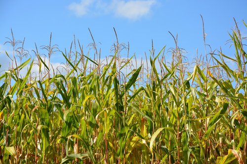 corn  crop corn  harvest