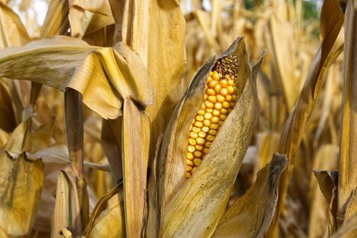 corn  corn on the cob  close up