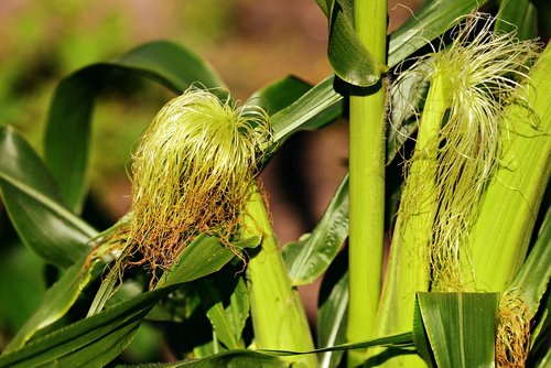 corn  vegetable  plant
