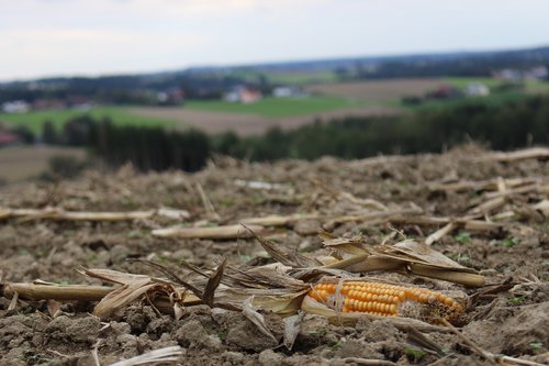 corn  field  nature