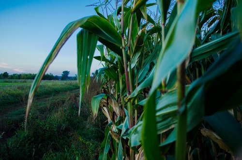 corn  field  agriculture