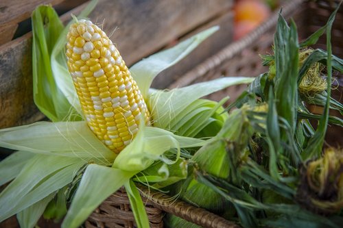 corn  ear  agriculture
