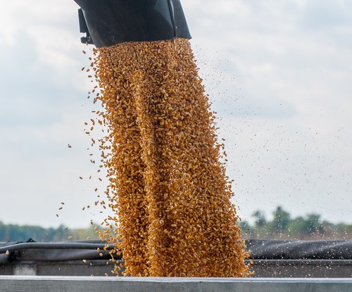 corn  feed  combine