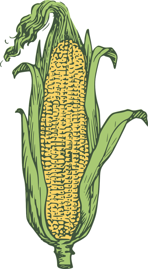 corn kernels yellow