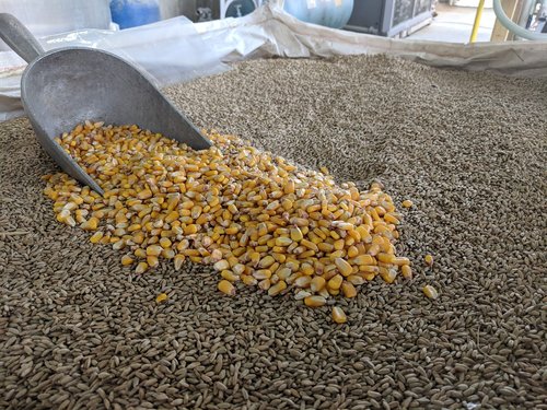 corn  grain  hops