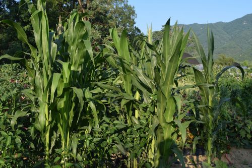 corn farm summer