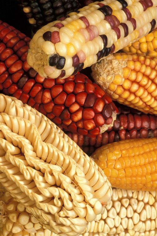 corn modified genetically