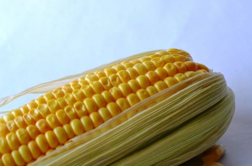 corn maize vegetables
