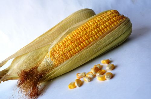 corn maize vegetables