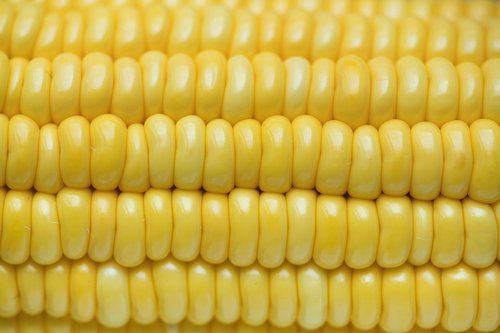 corn  agriculture  corn texture