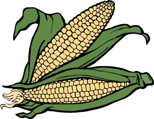 corn cob ear