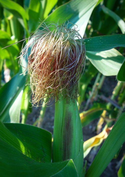 corn  corn plant  green