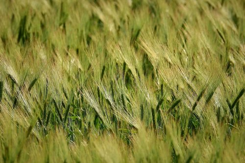 corn  spring  field