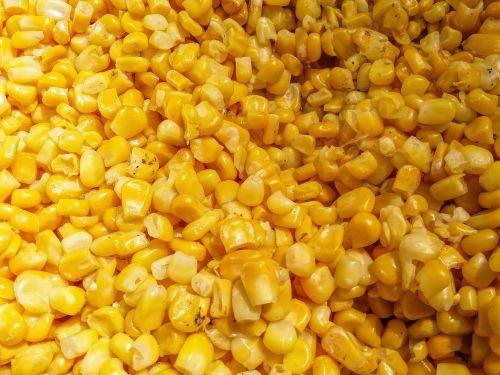 corn vegetable yellow
