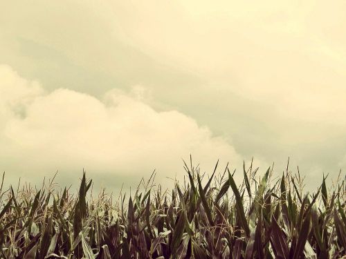 corn field cornfield