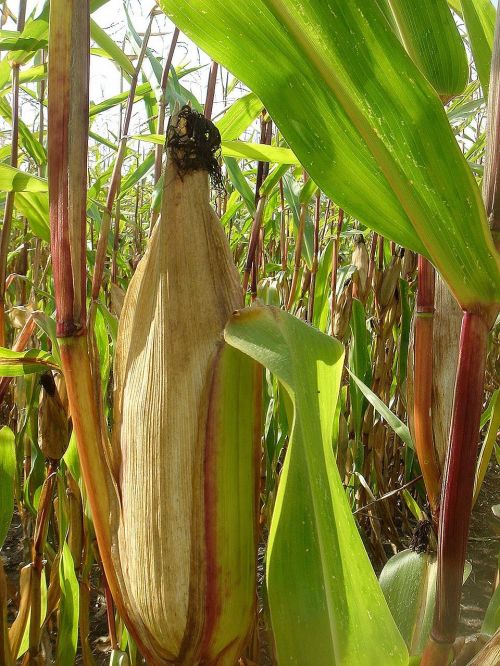 corn ear field
