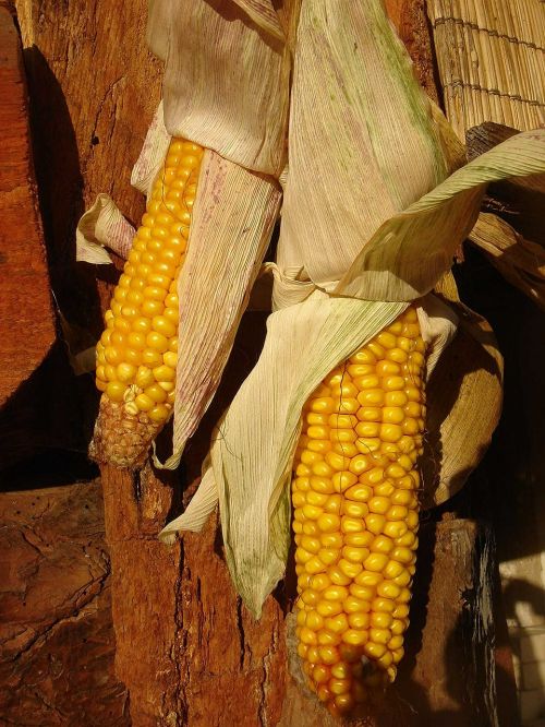 corn dry harvest
