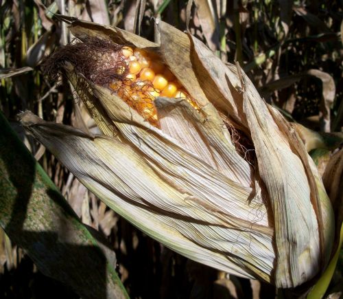 corn plant agriculture