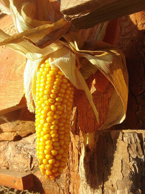 corn ear sun