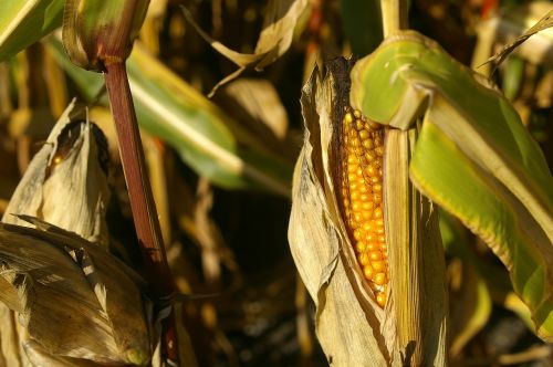 corn plant summer