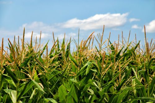 corn field arable