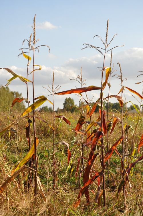 corn autumn field meadow