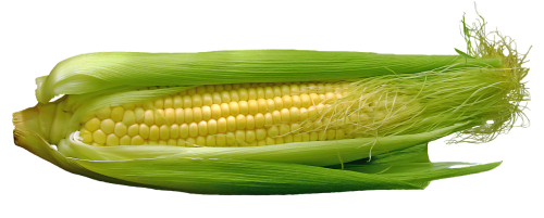 corn cob food