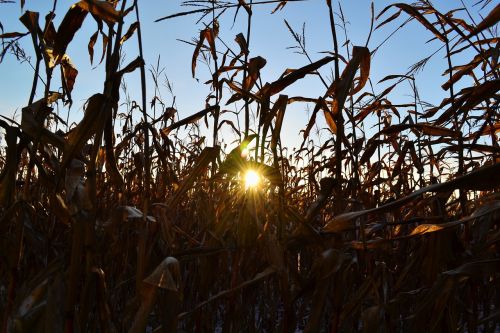 corn sun rays