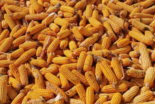 corn harvest corn background