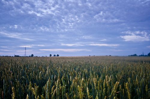 corn field evening