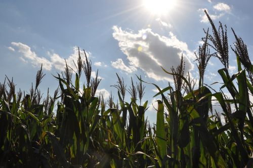 corn fields clouds