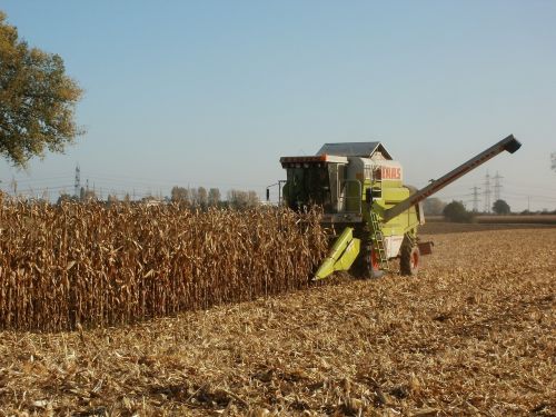 corn harvest agriculture