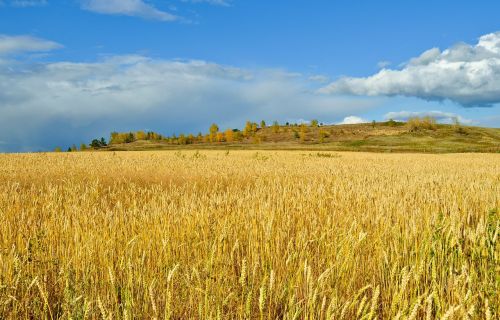 corn field rural