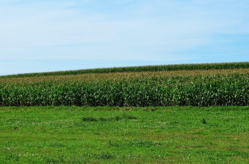 corn the cultivation of agriculture