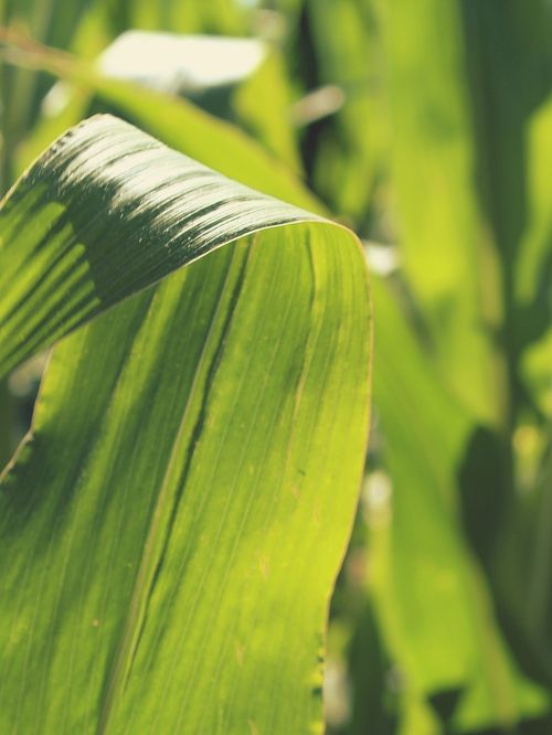 corn cornfield leaves