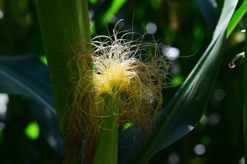 corn corn on the cob hair