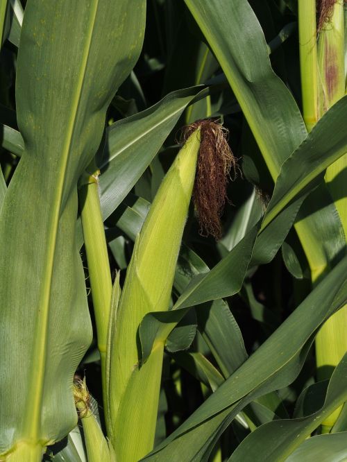 corn plant corn on the cob