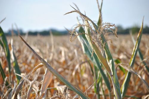 corn summer field