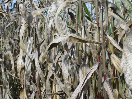 corn arable field