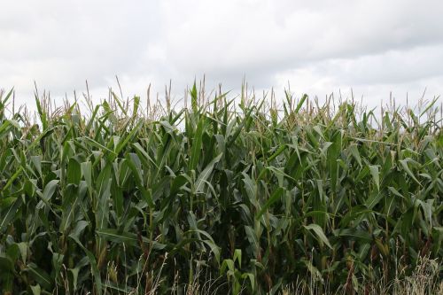 corn plant crop