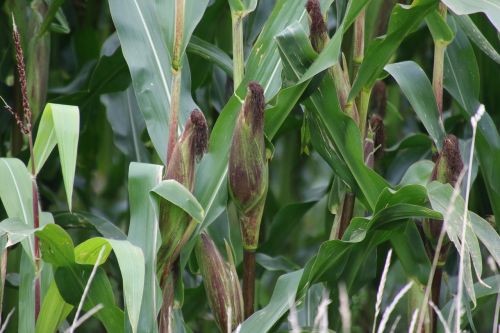 corn plant crop