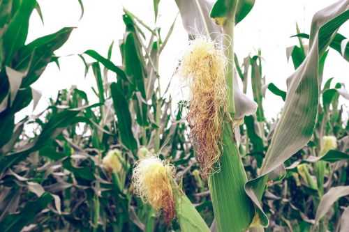 corn farm green