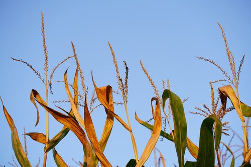 corn ears  corn panicle  spike