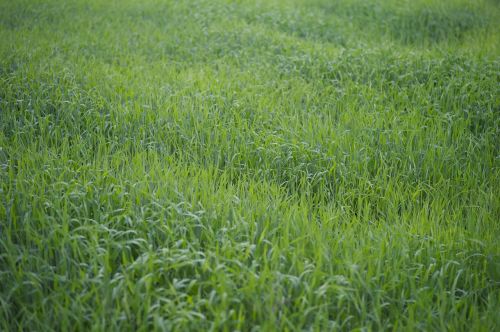 corn field early summer green