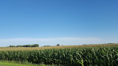 corn field farming field