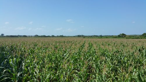 corn field crops farming